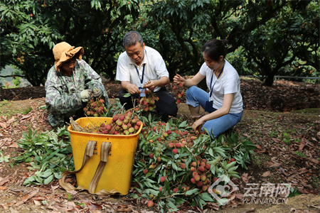云南屏边:"下沉式"监督 助"荔"新发展