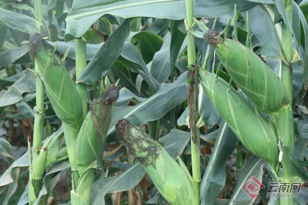 普洱景谷:鲜食玉米喜获丰收 农业转型成效渐显_云南看点_社会频道