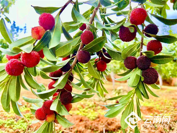 走进宁州街道董家山梨香园的杨梅基地,杨梅树上果实累累,青的,白的,红