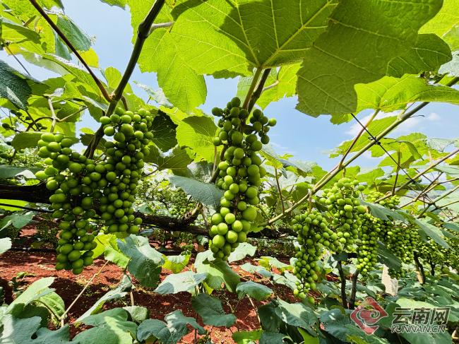 滇中新区上对龙社区孙勇:"小葡萄"种出"甜蜜经济"_云南看点_社会频道