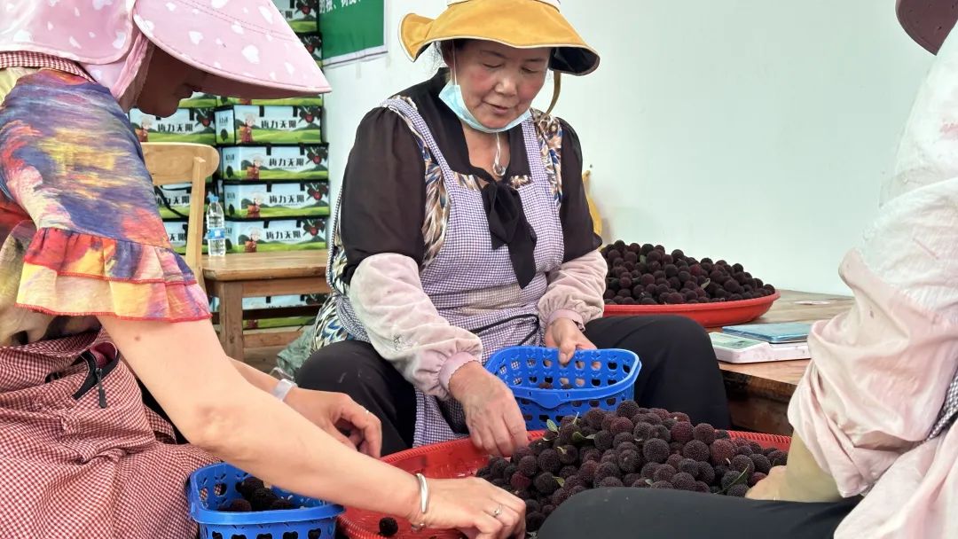 带货主播走山间 富民杨梅上"云端"