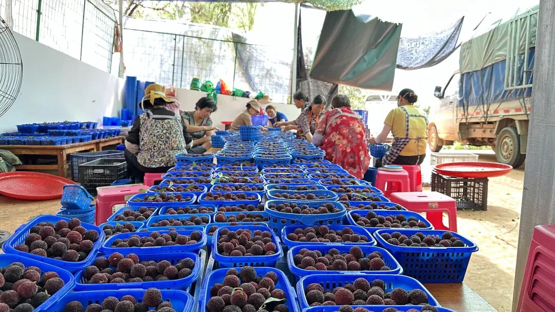 带货主播走山间 富民杨梅上"云端"