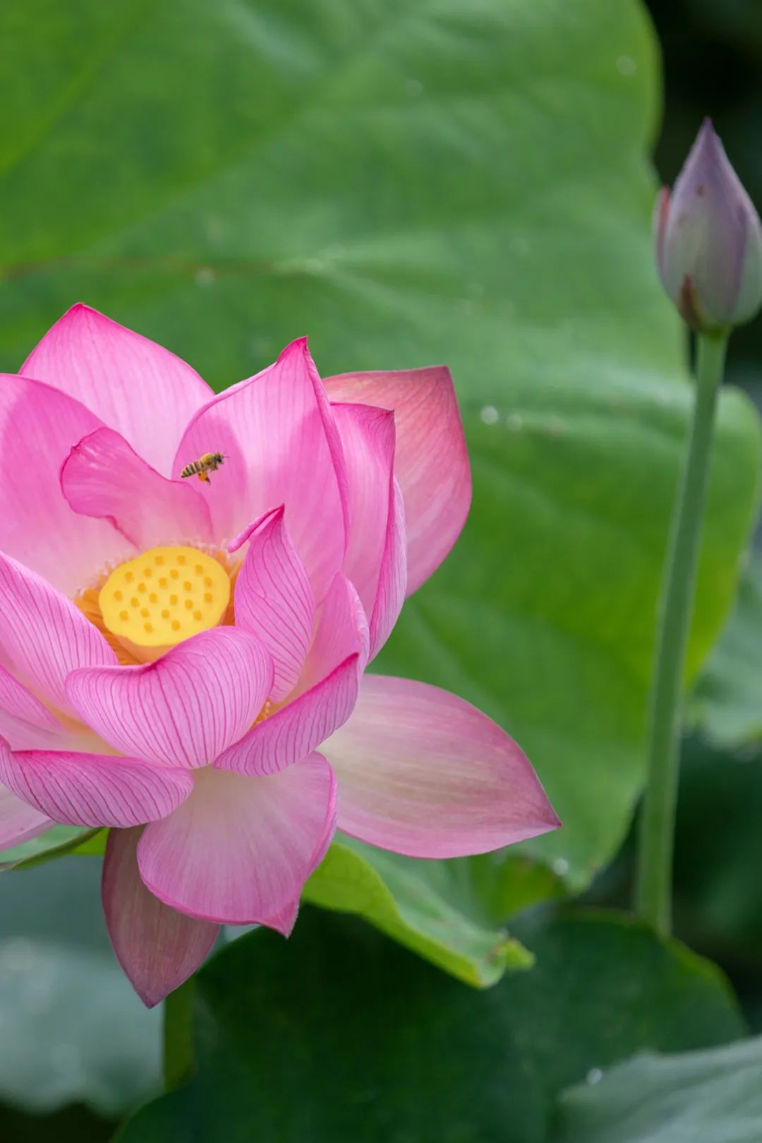 高清一朵莲花图片图片