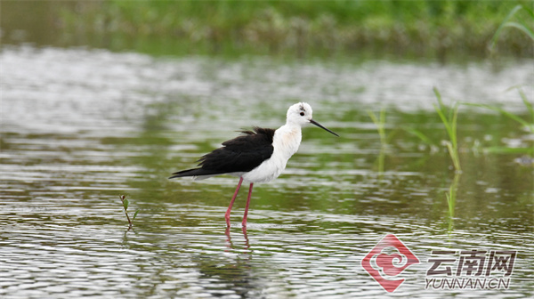 【组图】星云湖新"住户":黑翅长脚鹬和幼鸟戏水湖边