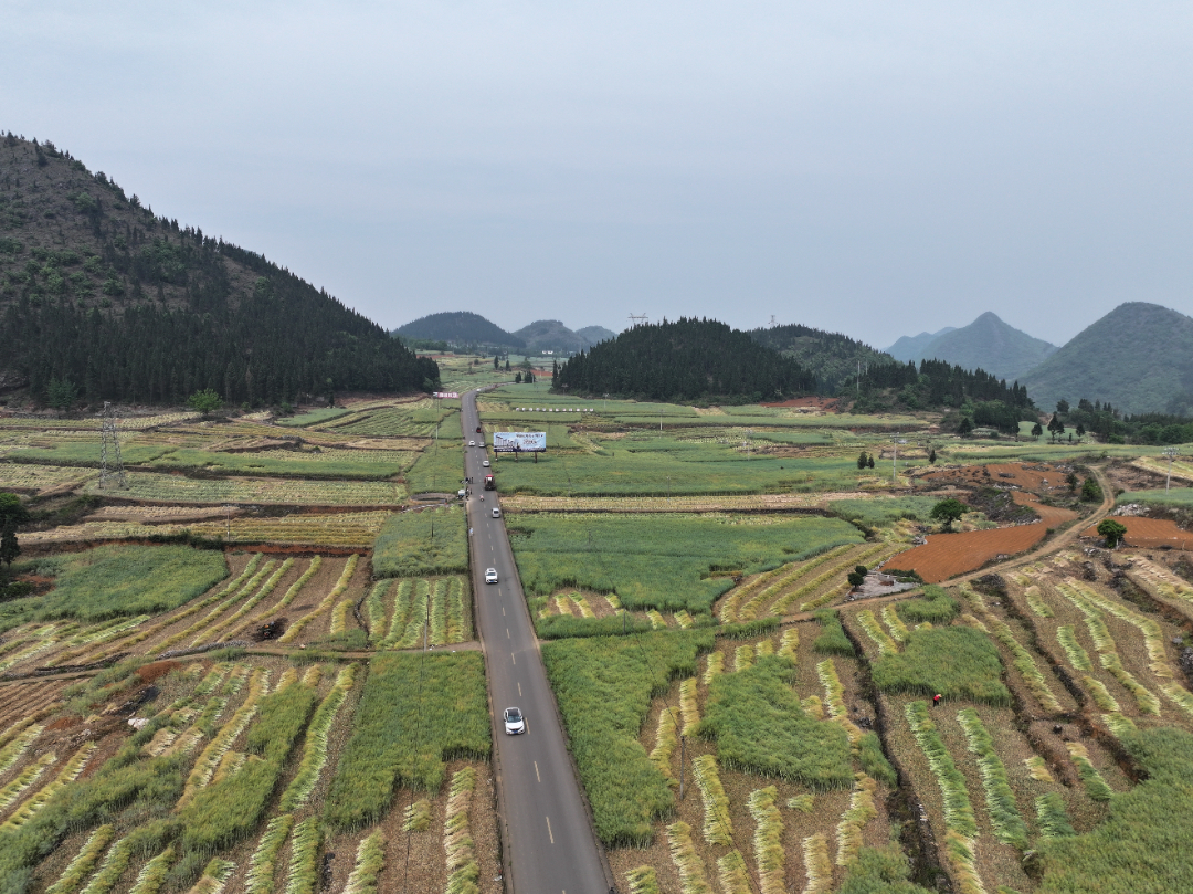 罗平钟山乡:花海变“油”海 油菜迎“金色丰收”