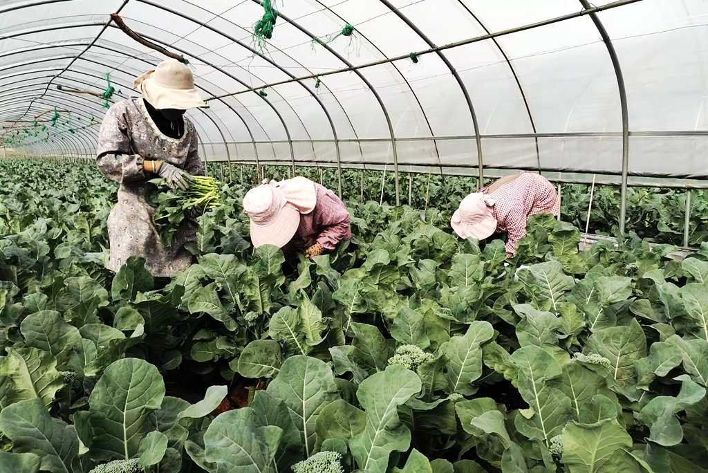 宣威市：“混血”蔬菜西兰苔迎丰收 助力特色蔬菜“破题出圈”