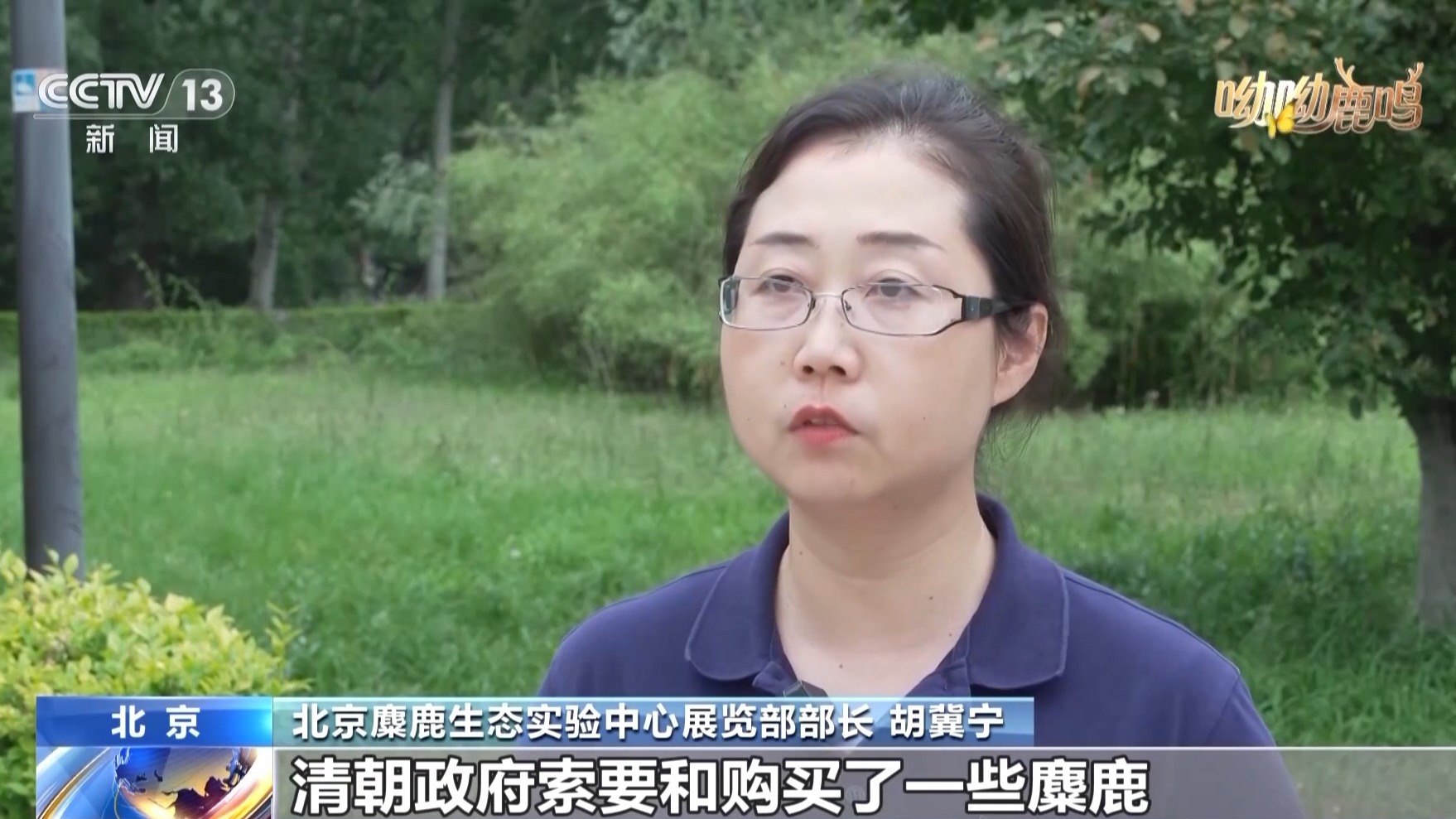 从零到过万!一度本土灭绝如今种群复壮 麋鹿经历了什么?