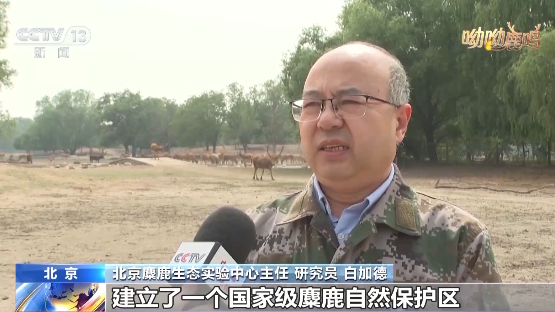 从零到过万!一度本土灭绝如今种群复壮 麋鹿经历了什么?