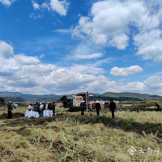 科技支撑单产提升 云南油菜高产频出