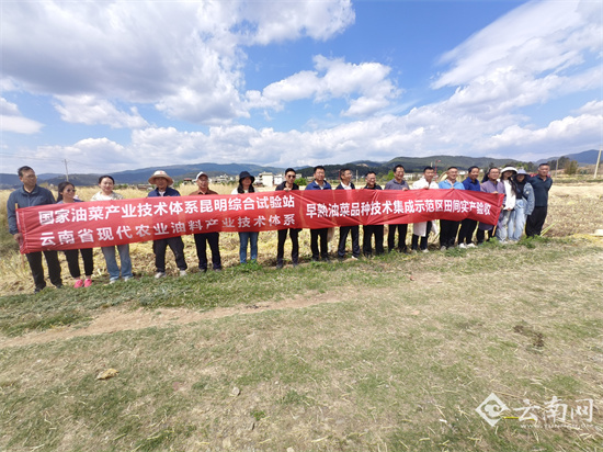 科技支撑单产提升 云南油菜高产频出