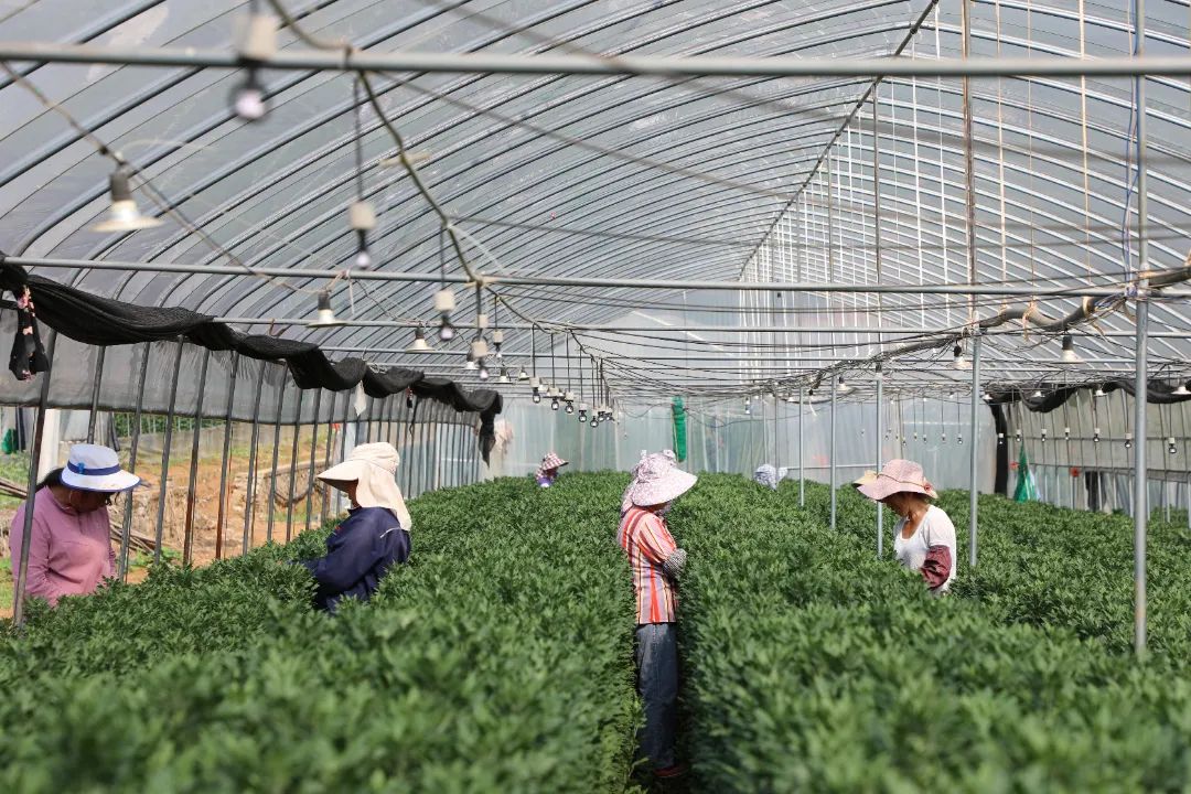 罗平县板桥镇:“鲜花经济”开出乡村和谐幸福花