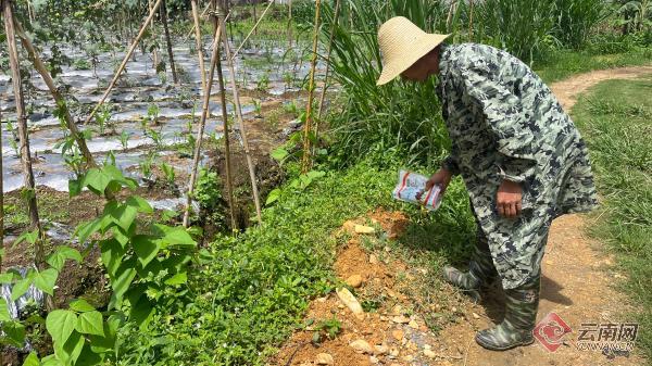 呼声回应|蚂蚁“入侵”扰生活 达丙社区迅速行动解民忧
