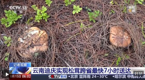 @爱吃松茸的你 最快7小时就能跨省尝到云南鲜味