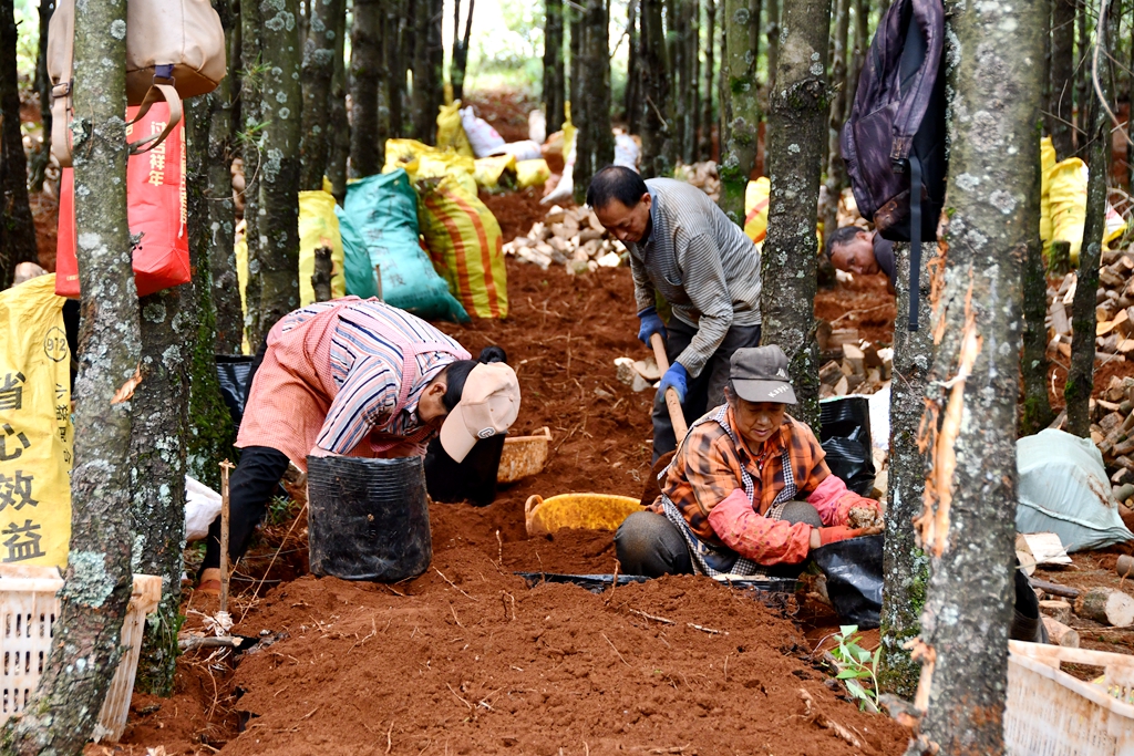 宣威务德镇：“盆栽天麻”种植忙