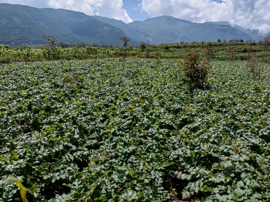 昭通巧家高山白菜的产业振兴之路