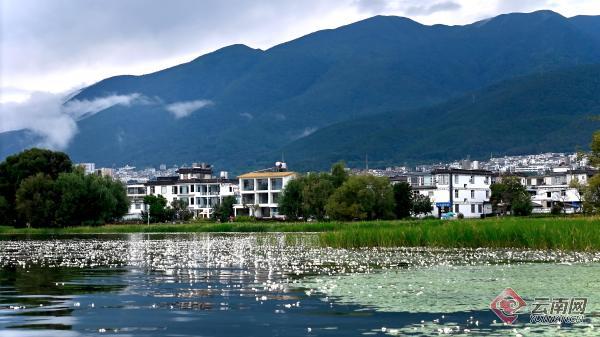 多措并举守护洱海碧波 海菜花开绘就生态画卷