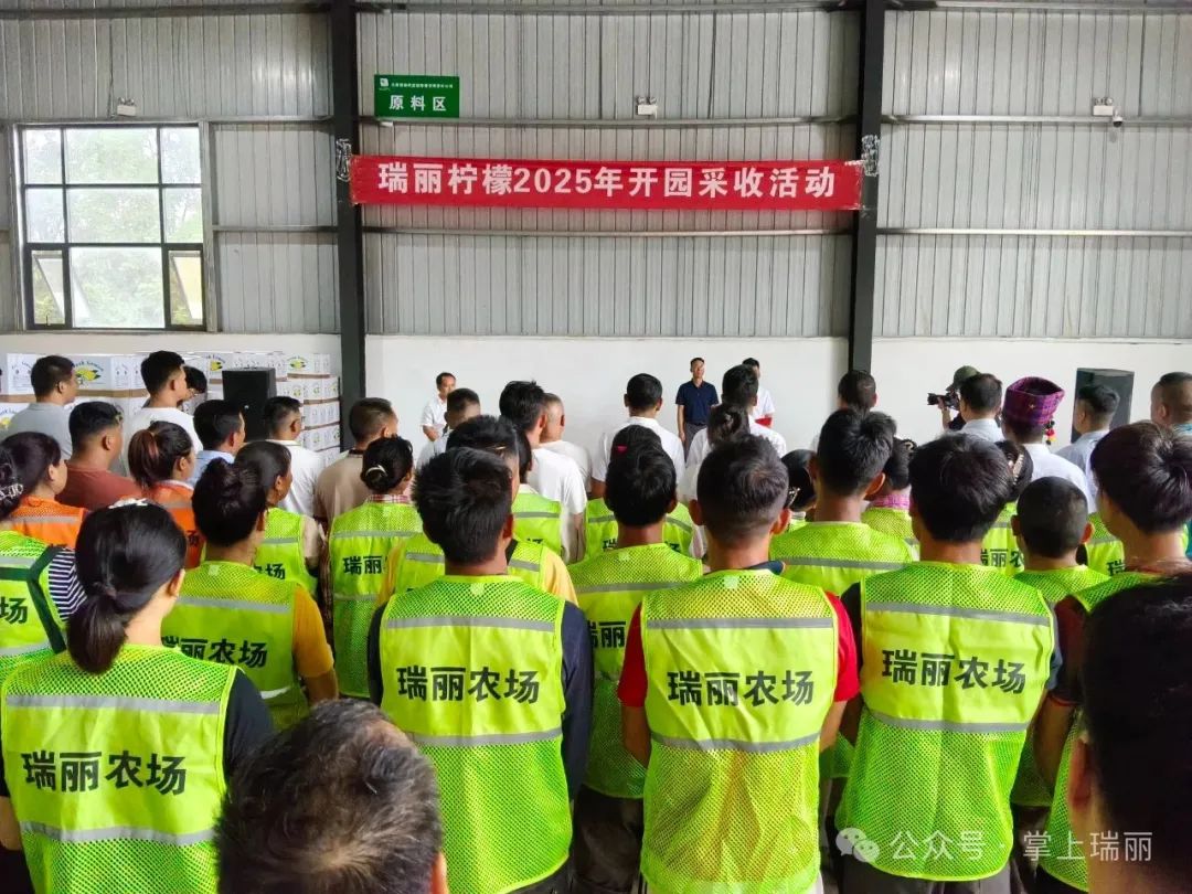 瑞丽柠檬开启采收季