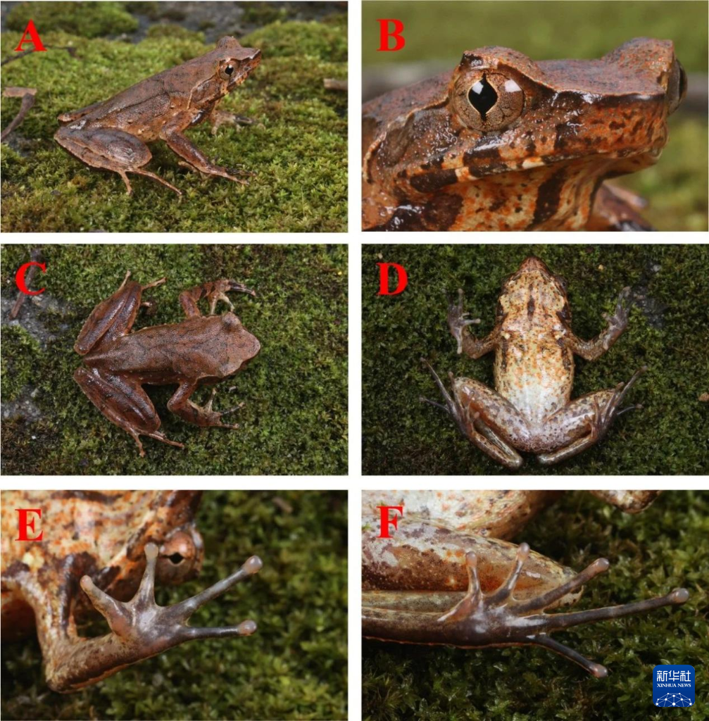 云南发现两栖新物种——铜壁关角蟾