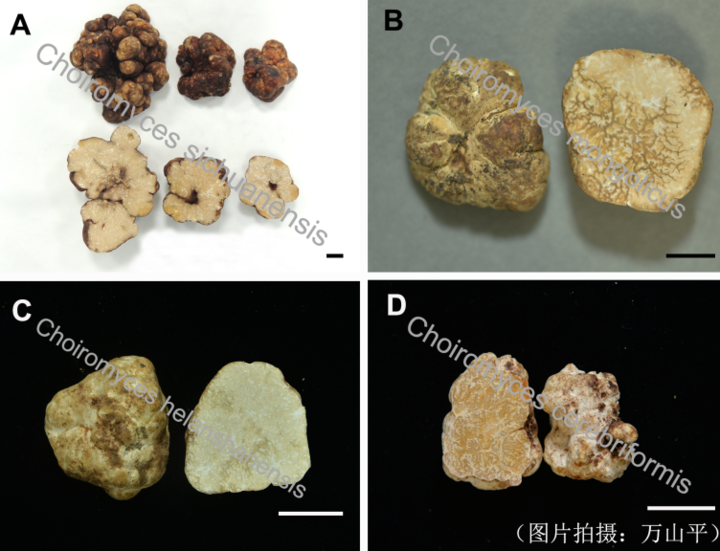 当心被骗！你买的早熟“白松露”，可能是猪块菌！