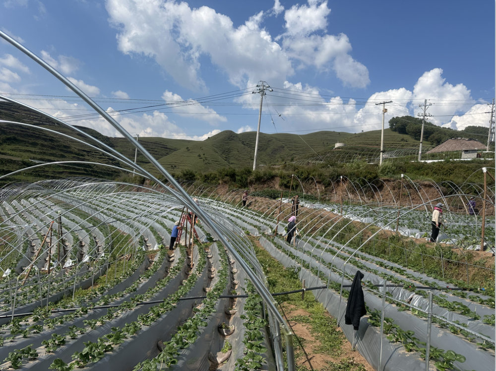 巧家县：“以工代赈”为乡村振兴添活力