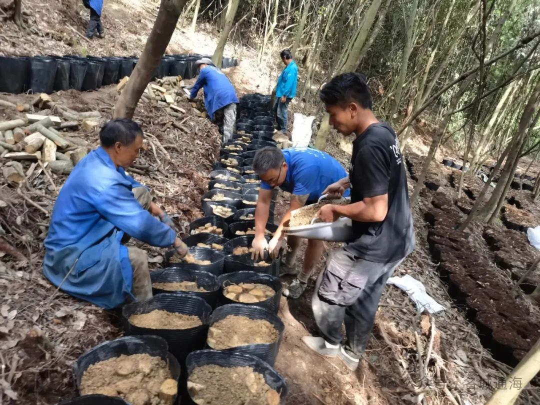 新技术 品牌化！通海县林下乌天麻项目为集体经济“加码”