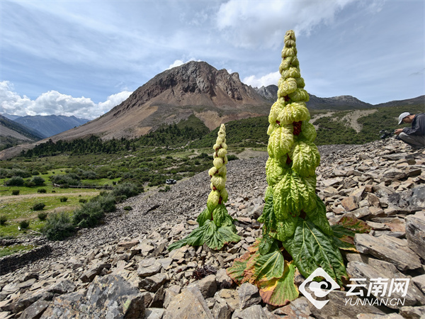 塔黄：高山流石滩的“金色守望者”