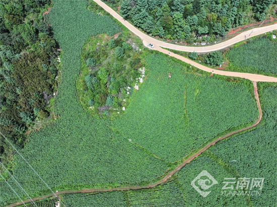 昆明禄劝：雪莲果铺就乡村振兴“甜蜜路”