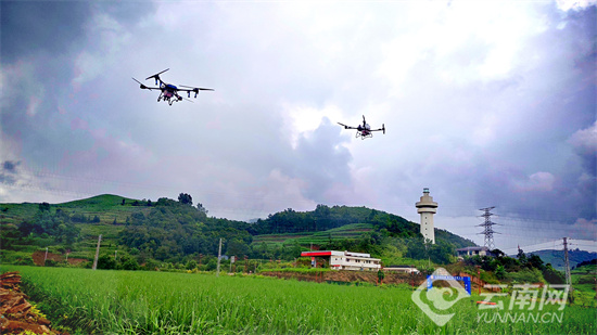 临沧镇康：无人机植保飞防作业助力甘蔗种植提质增效