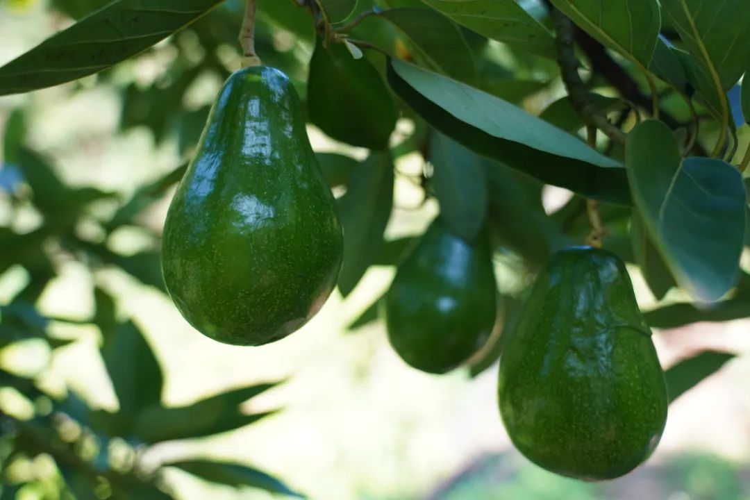 瑞丽：牛油果点“绿”成“金” 种出乡村振兴好“钱”景