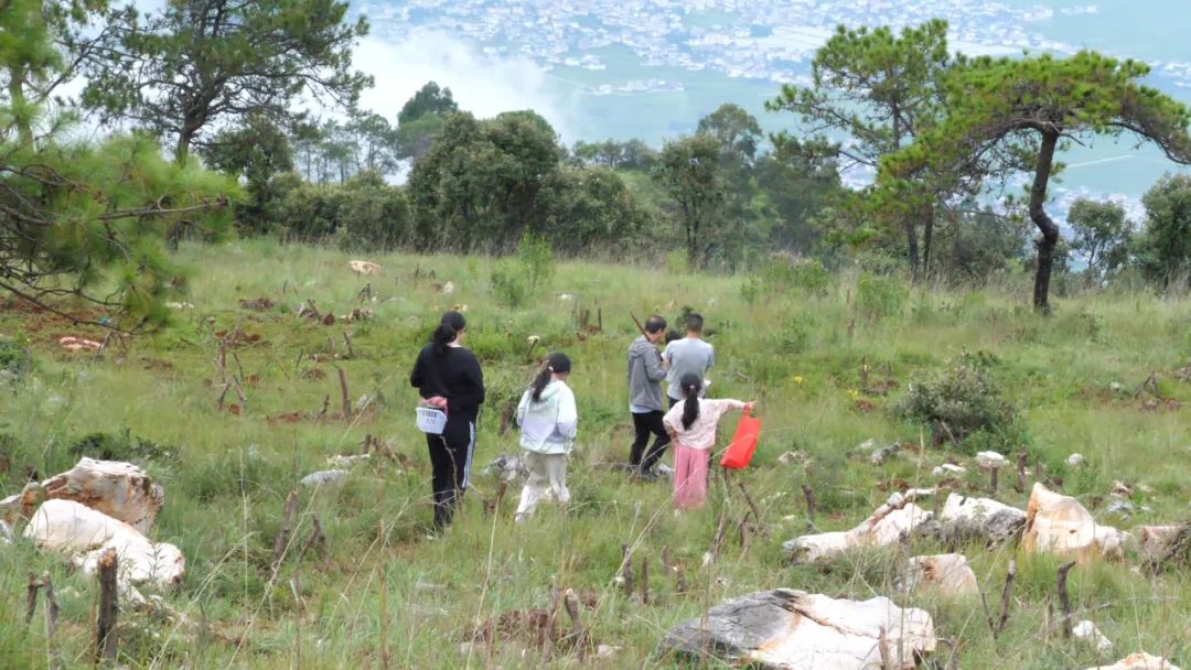 永胜县长坪山：以鸡枞为“媒”，打造农文旅融合新品牌
