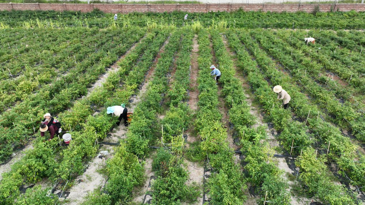 预计可实现产值11亿元！广南21万余亩辣椒喜获丰收