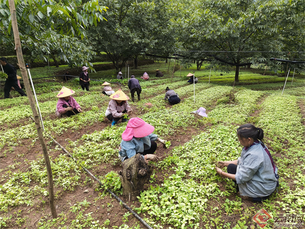 云南凤庆县郭大寨乡：把山林建成“绿色银行”