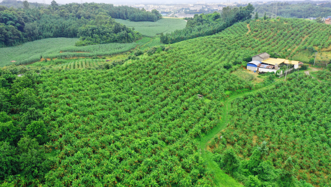 瑞丽柠檬开采 “致富果”畅销全国