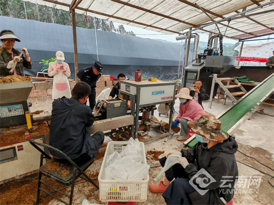 安宁市王家庄村：红色引擎驱动振兴路 小菌包转动大产业