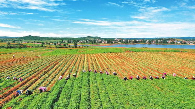 富源魔芋变形记