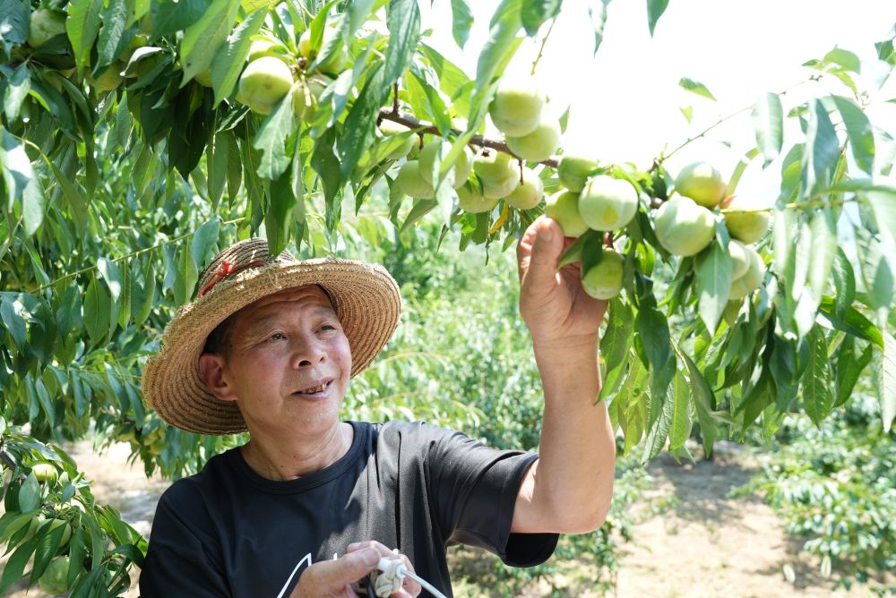 记者手记：乡村产业振兴，巫山脆李为什么行？