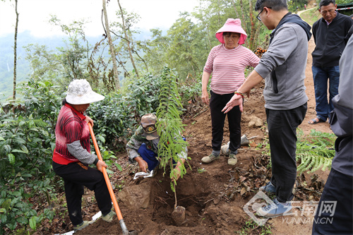 云南凤庆县洛党镇：植绿治污焕新颜