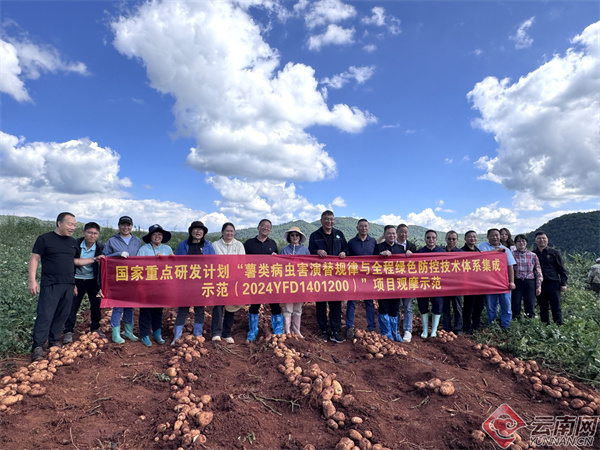 曲靖马铃薯田间测产传捷报 科技绘就高质量发展新图景