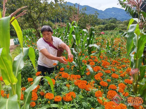 云南永德：千亩花海成就增收致富路