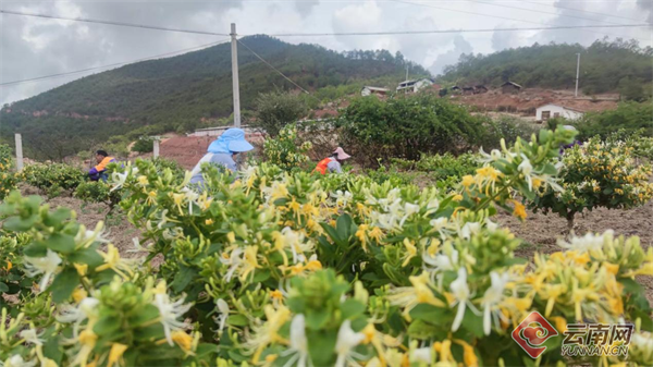 怒江畔 “金银花” 结出振兴果！云南这家企业带动各族群众共增收