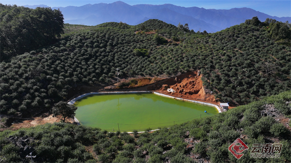 大理云龙：九叶青花椒 “香” 飘乡村振兴路