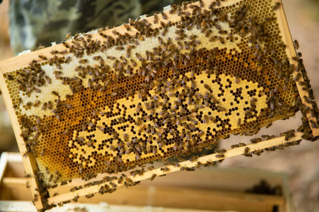 永德：“林下养蜂”结硕果 农文旅融合谱新篇