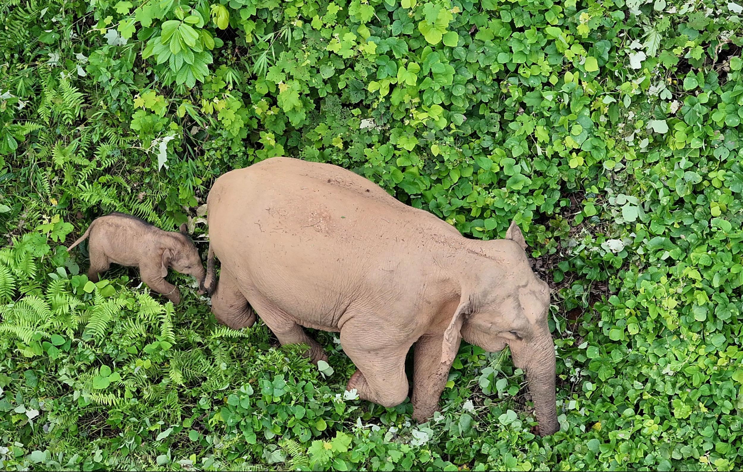 可可爱爱！云南亚洲象家族再添1头象宝宝
