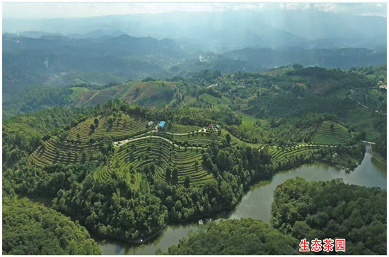 创新来“临”:双江县创新探索茶产业数字化转型路径—“中国双江冰岛茶荟”让茶农茶企搭上网络快车_云南看点_社会频道_云南网
